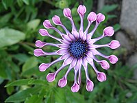 Stjärnöga (Osteospermum) 'pink whirls'