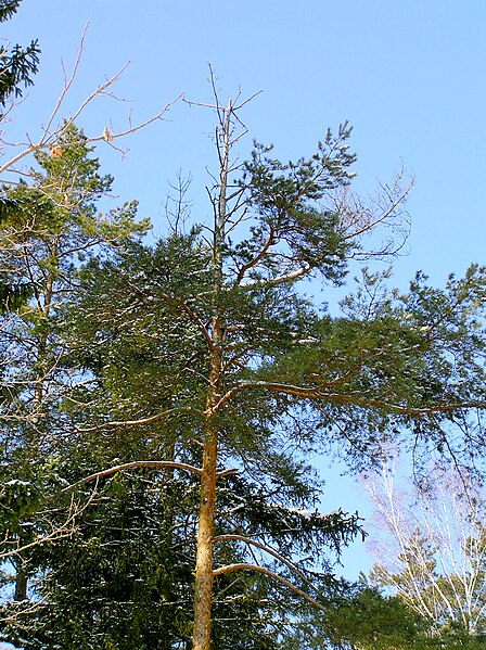 Fil:Pinus sylvestris cronartium flaccidium beentree.jpg