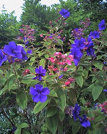 Diadembuske (Tibouchina urvilleana)