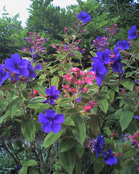 Fil:Tibouchina urvilleana.1.jpg