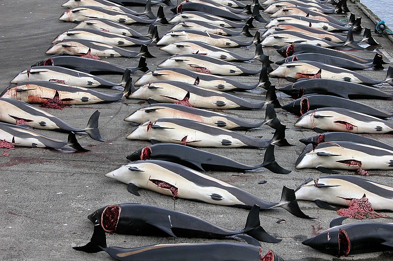 Fil:Whaling in the Faroe Islands.jpg