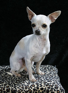 Chihuahua (hundras) - Rilpedia