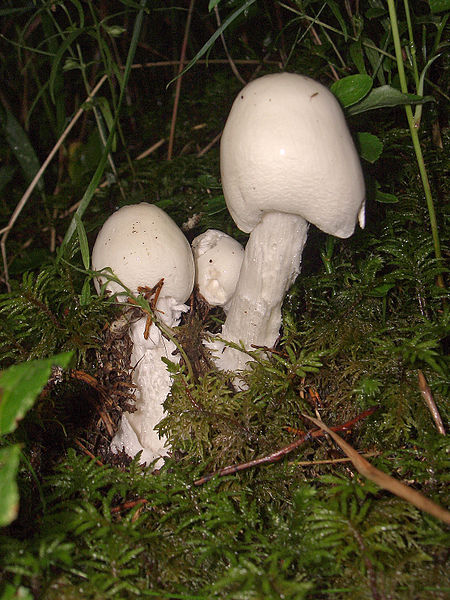 Fil:Amanita virosa 02.jpg