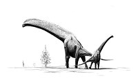 Brachiosaurus (Giraffatitan) brancai