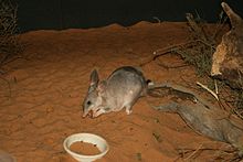 större kaninpunggrävling (Macrotis lagotis)