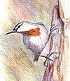 Krupersnuthatch.jpg