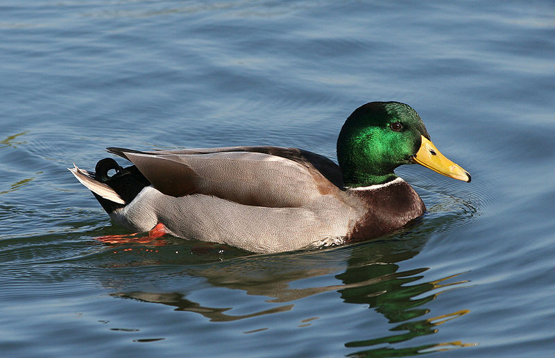 Fil:Male mallard3.jpg