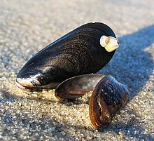 Musslor (Mytilus) på stranden