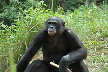 Bonobo (Foto: Pierre Fidenci)