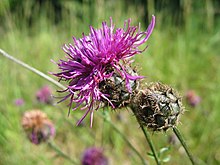 Centaurea scabiosa.jpeg