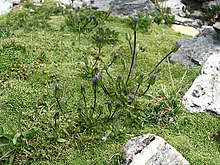 Gentiana tenella.JPG