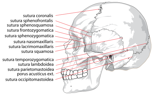 Fil:Human skull side suturas.svg