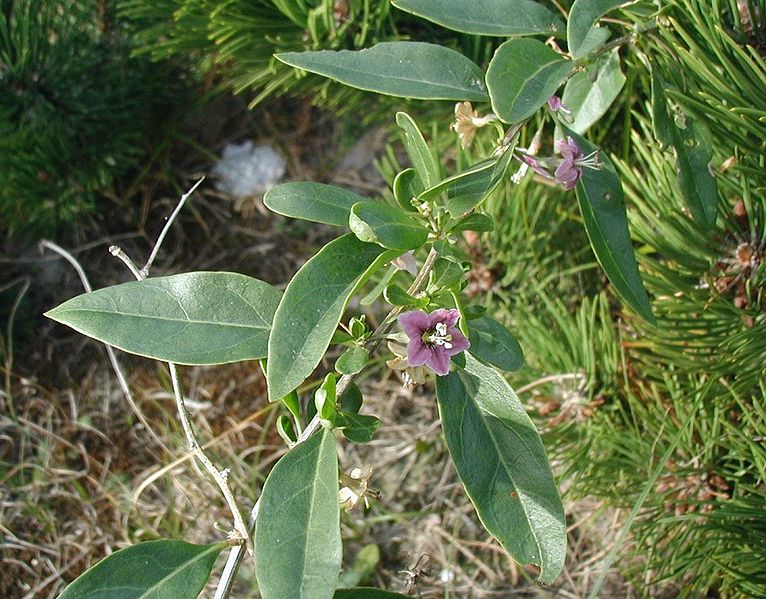 Fil:Lycium-halimifolium-flower.JPG