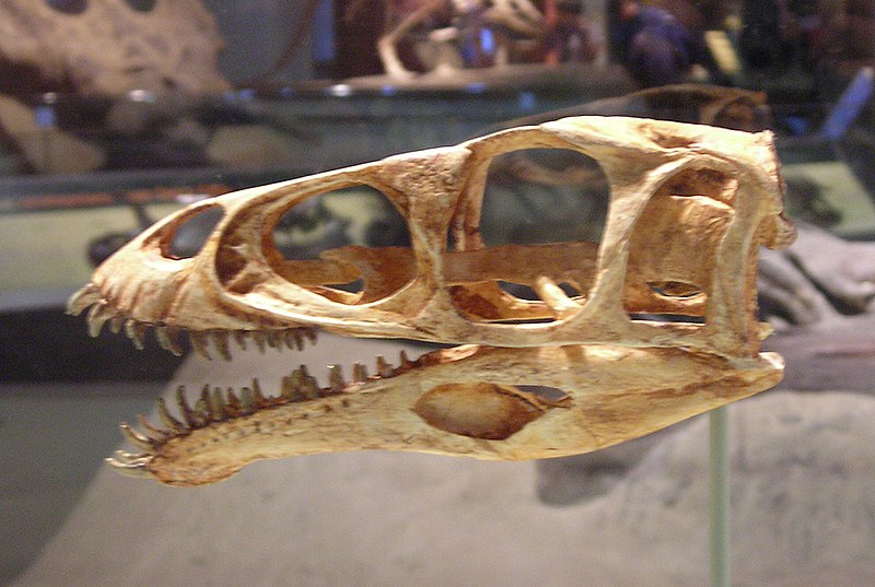Fil:Masiakosaurus skull FMNH.jpg