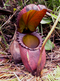 Kungskannranka, Gunung Kinabalu, Borneo.