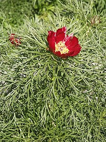 Paeonia tenuifolia 1214981795.jpg