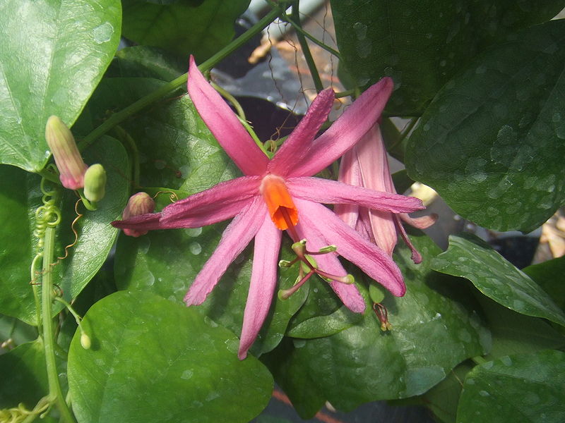 Fil:Passiflora tulae1.jpg