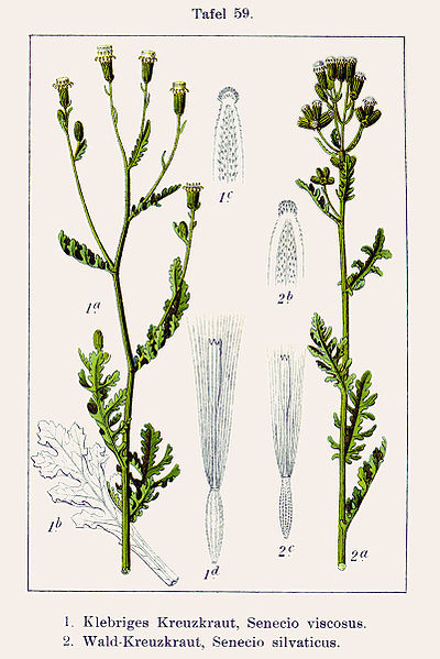 Fil:Senecio spp Sturm59.jpg