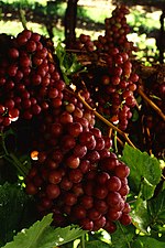 Flame seedless grapes.jpg