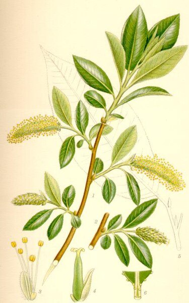 Fil:Salix pentandra jolster.jpg.jpg