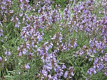 Salvia officinalis.jpg