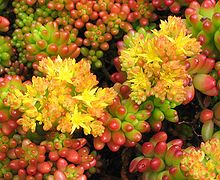 Sedum rubrotinctum 1.jpg