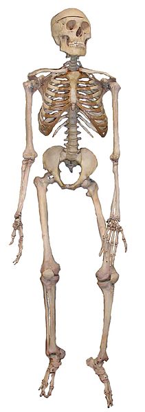 Fil:Skeleton2.jpg