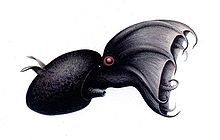 Vampyroteuthis infernalis, teckning av Carl Chun, den tyske bläckfiskforskare som kom med den första vetenskapliga beskrivningen, 1903