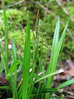Carex sylvatica.jpeg