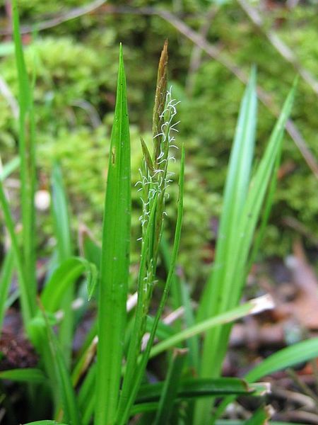 Fil:Carex sylvatica.jpeg