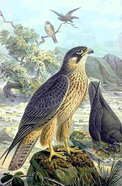Fil:Falco eleonorae NAUMANN.jpg