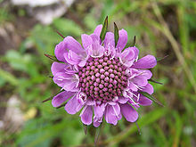 Scabiosa lucida a1.jpg