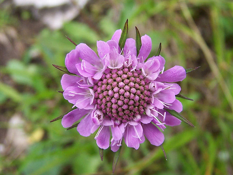 Fil:Scabiosa lucida a1.jpg