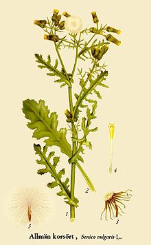 Senecio vulgaris NF.jpg