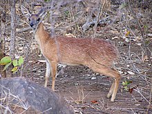 hona i Kruger nationalpark