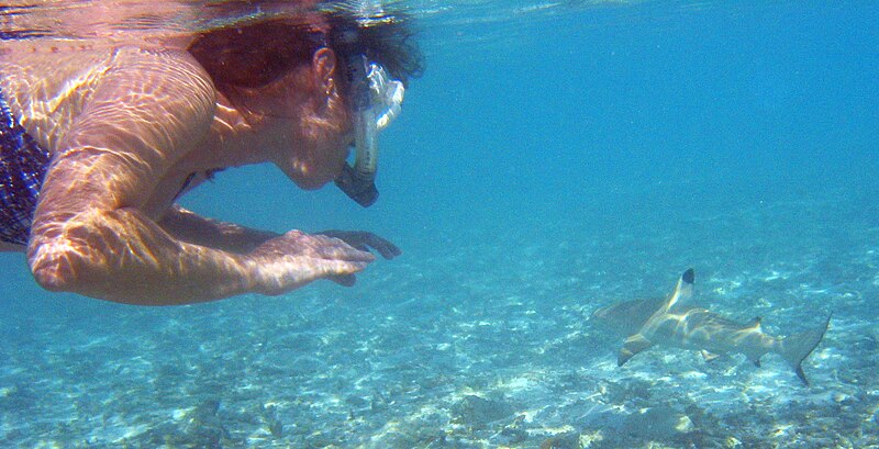 Fil:Snorkeler with blacktip reef shark.jpg