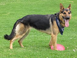 German Shepherd Dog with disc.jpg