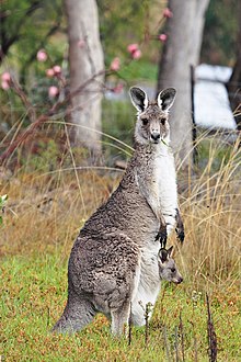 Fil:Kangaroo and joey.jpg