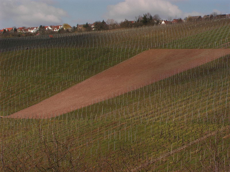 Fil:Neunanlage einer Weinanbaufläche.jpg