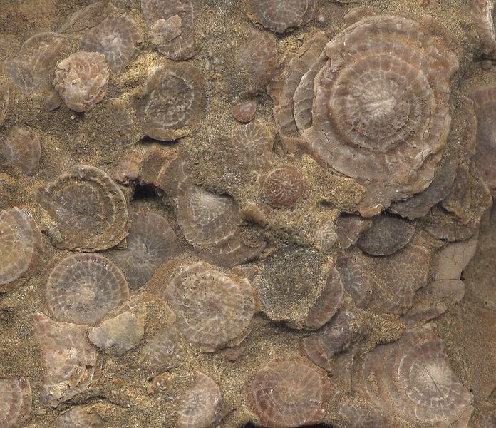 Fil:Nummuliten Fossil.jpg