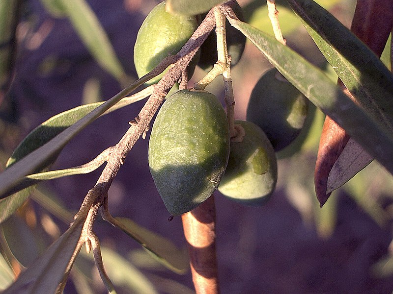 Fil:Olive-tree-fruit-august-0.jpg