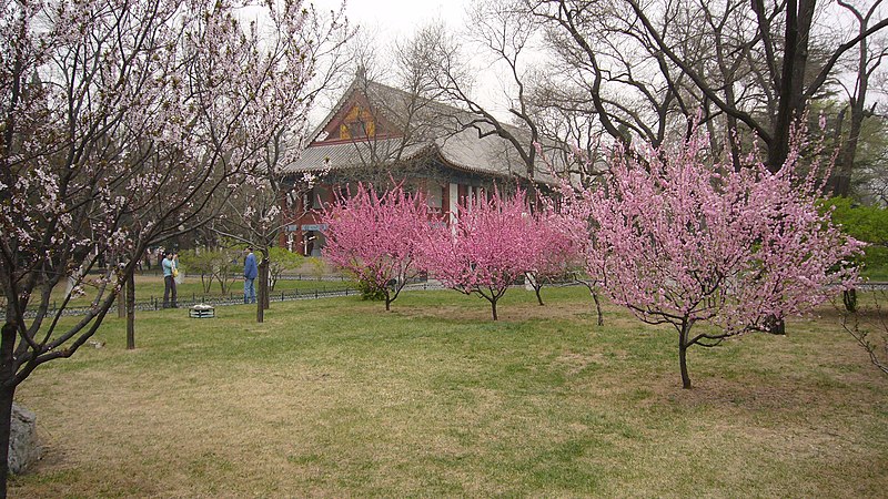 Fil:PekingUniversityPic2.jpg