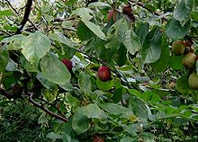 Plommon (Prunus domestica subsp. domestica)