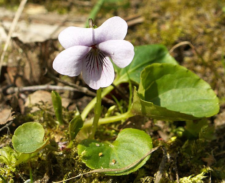 Fil:Viola palustris kz1.jpg