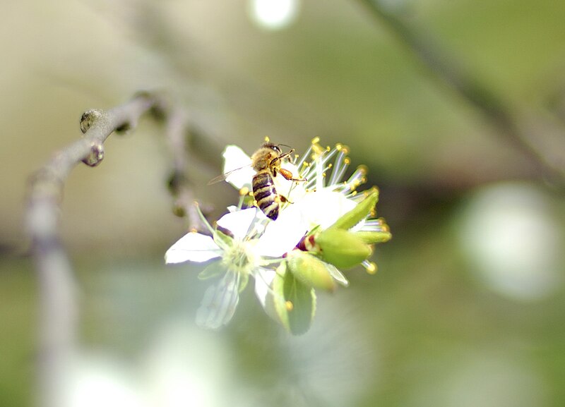 Fil:Bee on Apple Tree.jpg