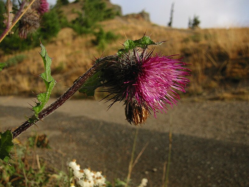 Fil:Cirsium edule 7396.jpg