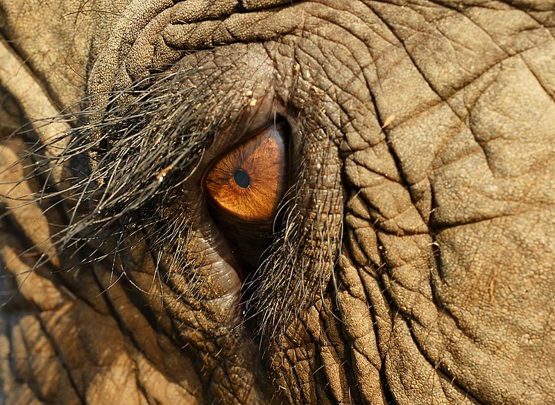 Fil:Elephas Maximus Eye Closeup cropped.jpg