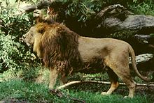 Hane av asiatiskt lejon