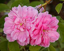 'Rose de Quatre Saisons'