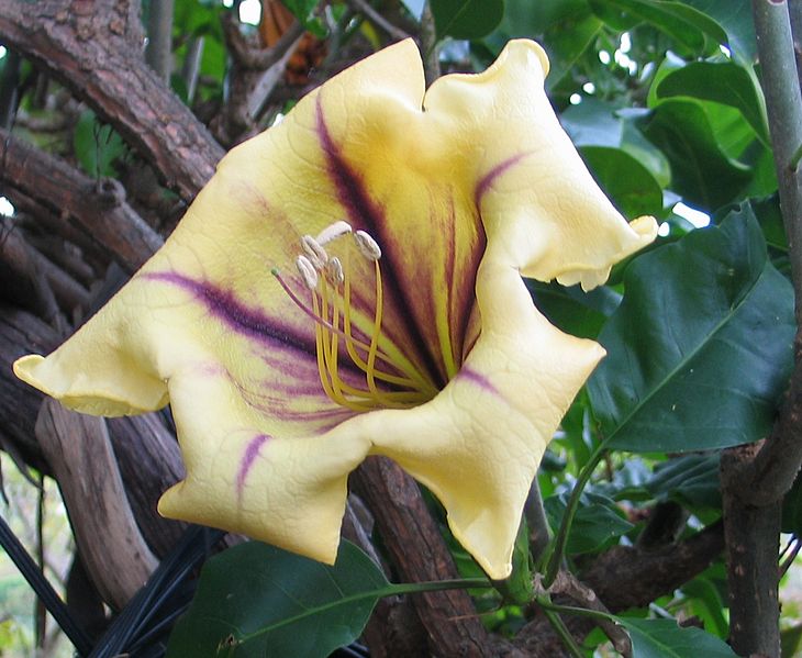 Fil:Solandra maxima 1.jpg